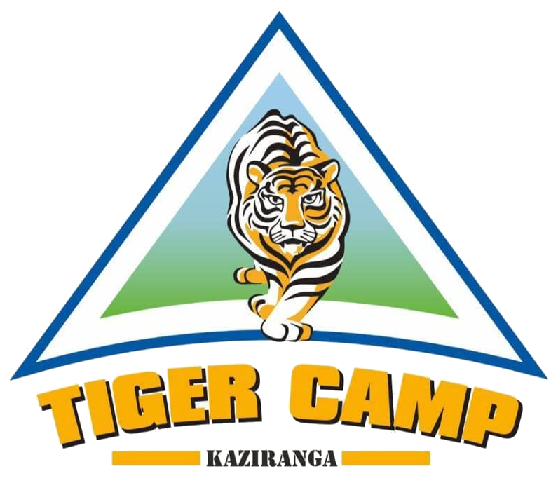 Welcome to Tiger Camp